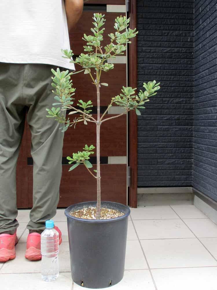現品】コーストバンクシア・セイラ 9号 T63番 現品】コースト