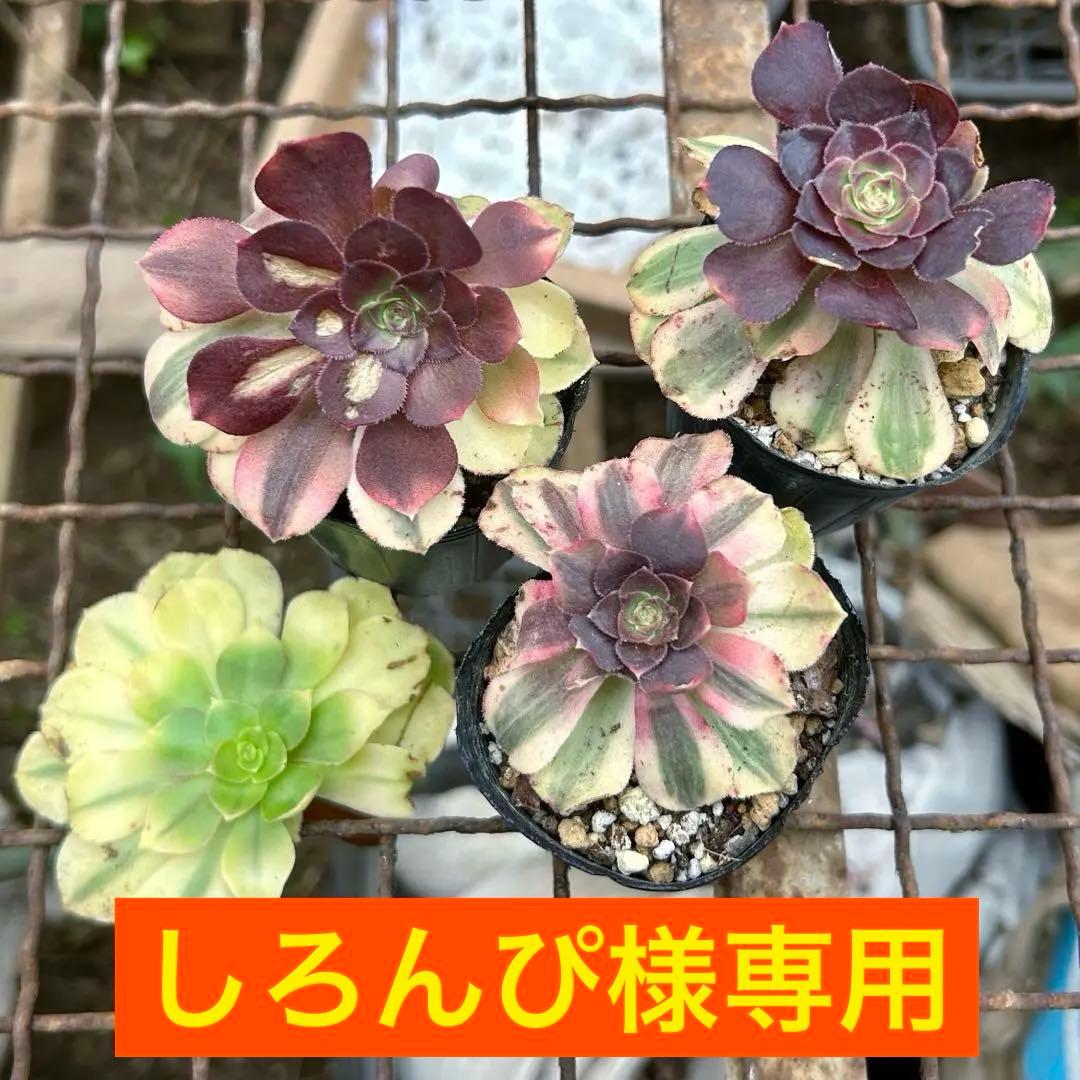 専用出品‼️訳ありお買得‼️アエオニウム 雨荷（2代） 法師錦 4苗