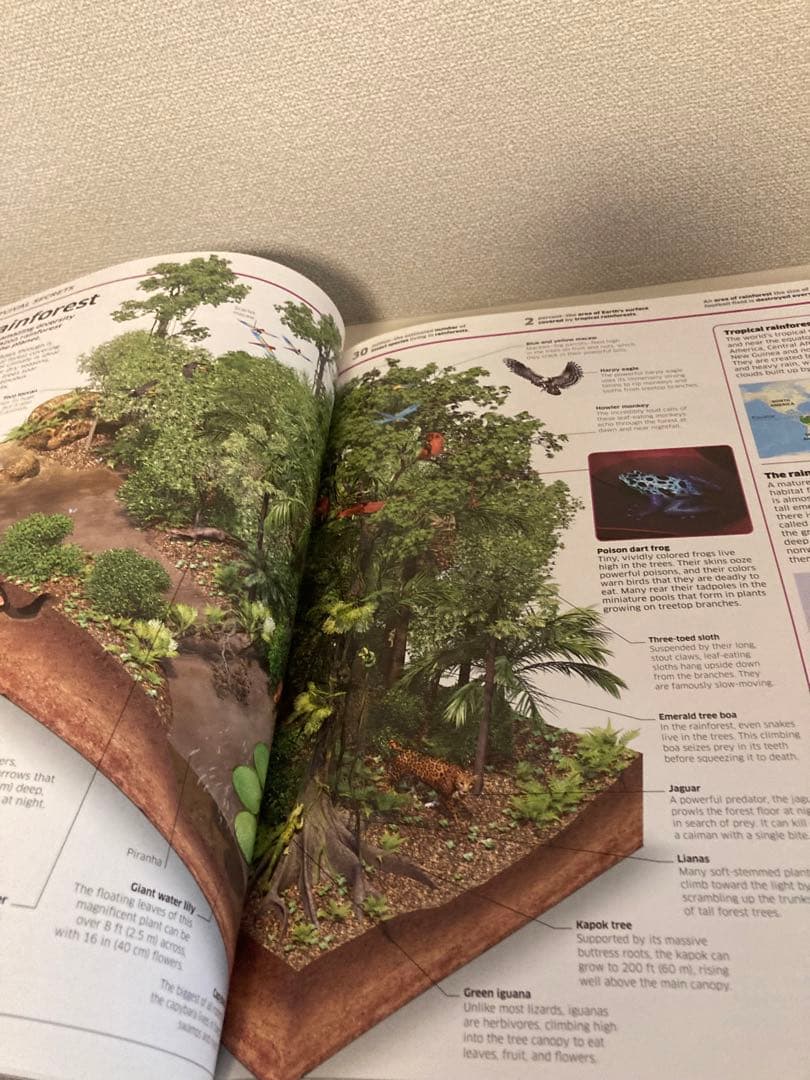 洋書多読 図鑑など7冊 恐竜 鉱物 古生物encyclopedia 人体 - メルカリ