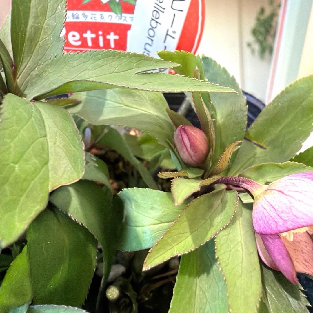 まい様　リクエスト　おまとめ2点