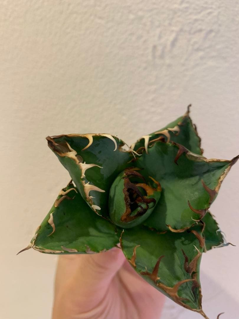 【goodtaniku】GTオアハカ実生＋2x「おまけ実生2点付き」