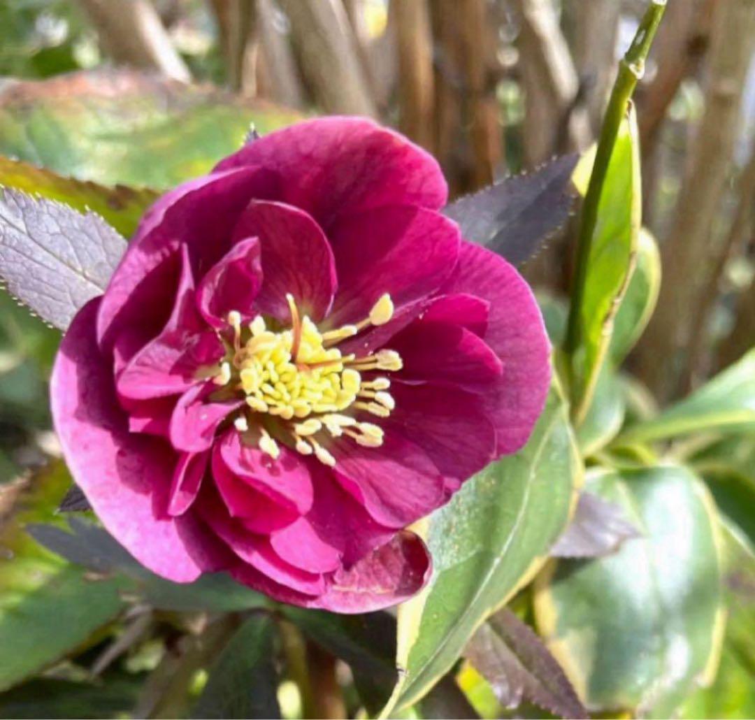 クリスマスローズ ダークレッドダブル 1苗 八重咲き 大森プランツ 耐寒