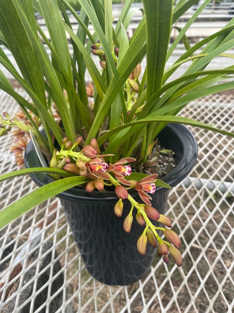 R8年キンリョウヘン花芽7本#5 - メルカリ