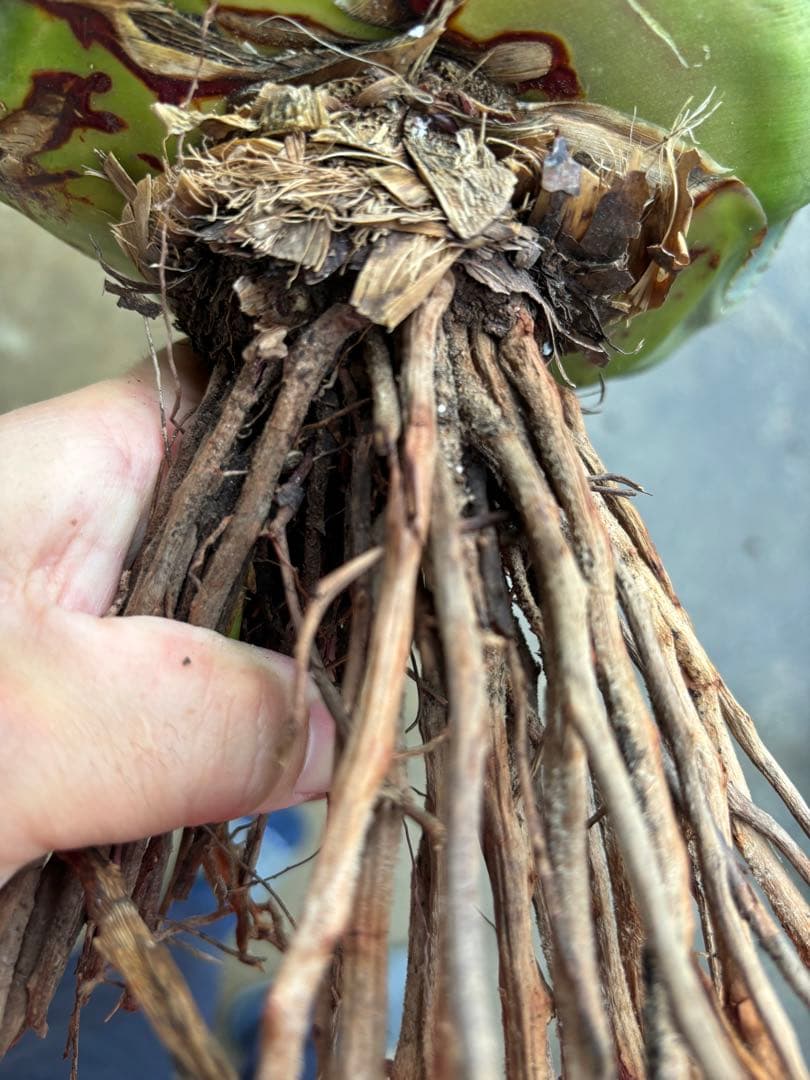 アガベ パリーハイブリッド 検索 吉祥天 リップルエフェクト オリザバ