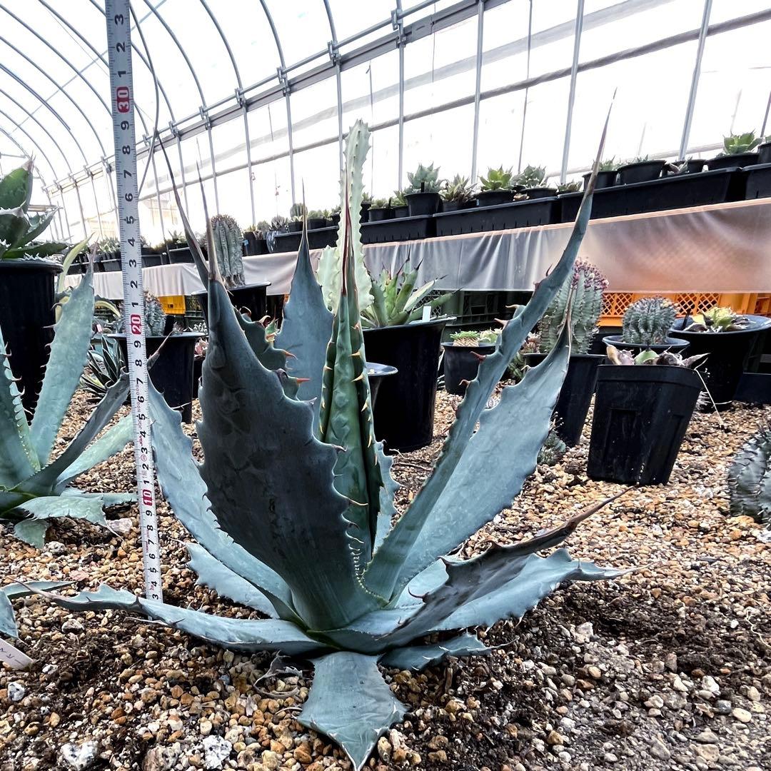 アガベ ワコマヒー 中大株 - メルカリ