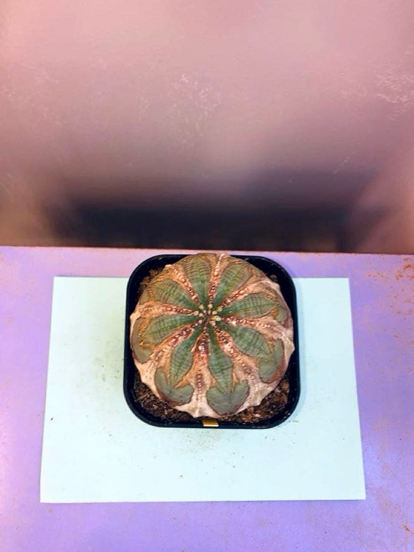 《3号Y》ユーフォルビア　オールド　オベサ　雌株