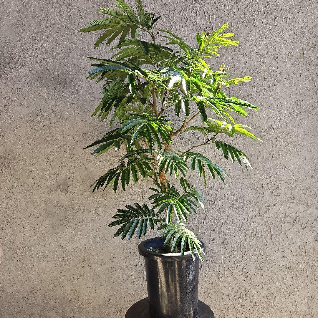 ③　エバーフレッシュ　8号特大苗木最高等級極上品‼️　極太 ⑪ エバーフレッシュ曲がり仕立て 8号特大苗木最高等級極上品‼️