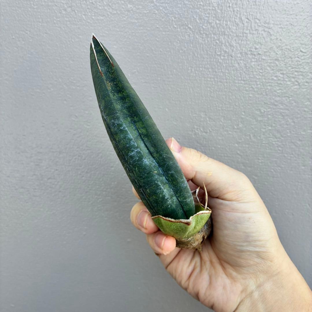 超希少】サンセベリア タンザニア アルシャ - メルカリ