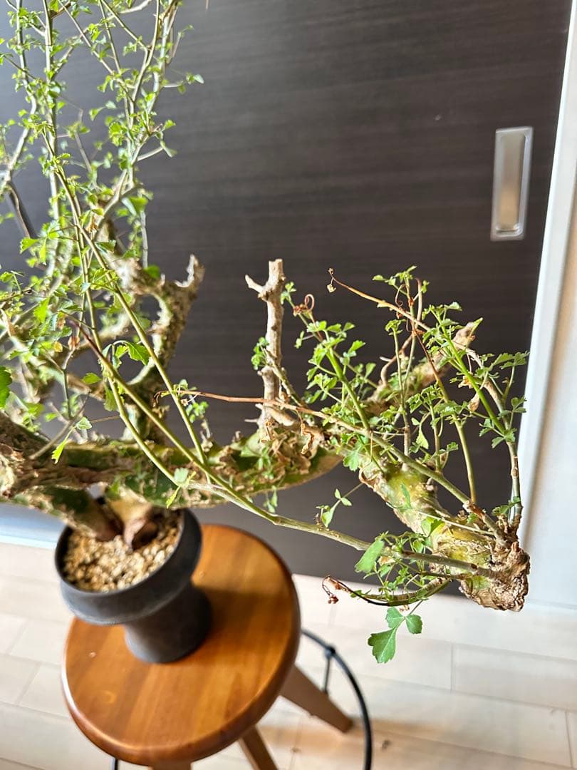 n*o様 特大 コミフォラ カンペストリス Commiphora Campest - メルカリ