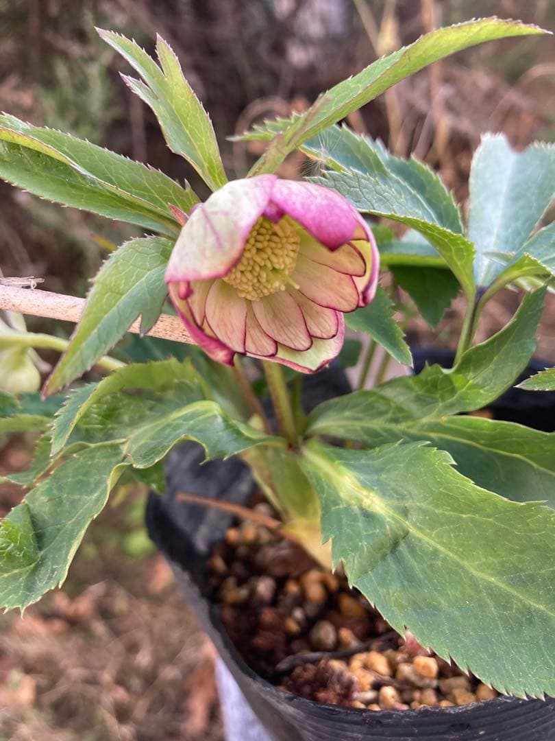 クリスマスローズ　株分け苗　2 メルカリ便 クリスマスローズ株分け - メルカリ