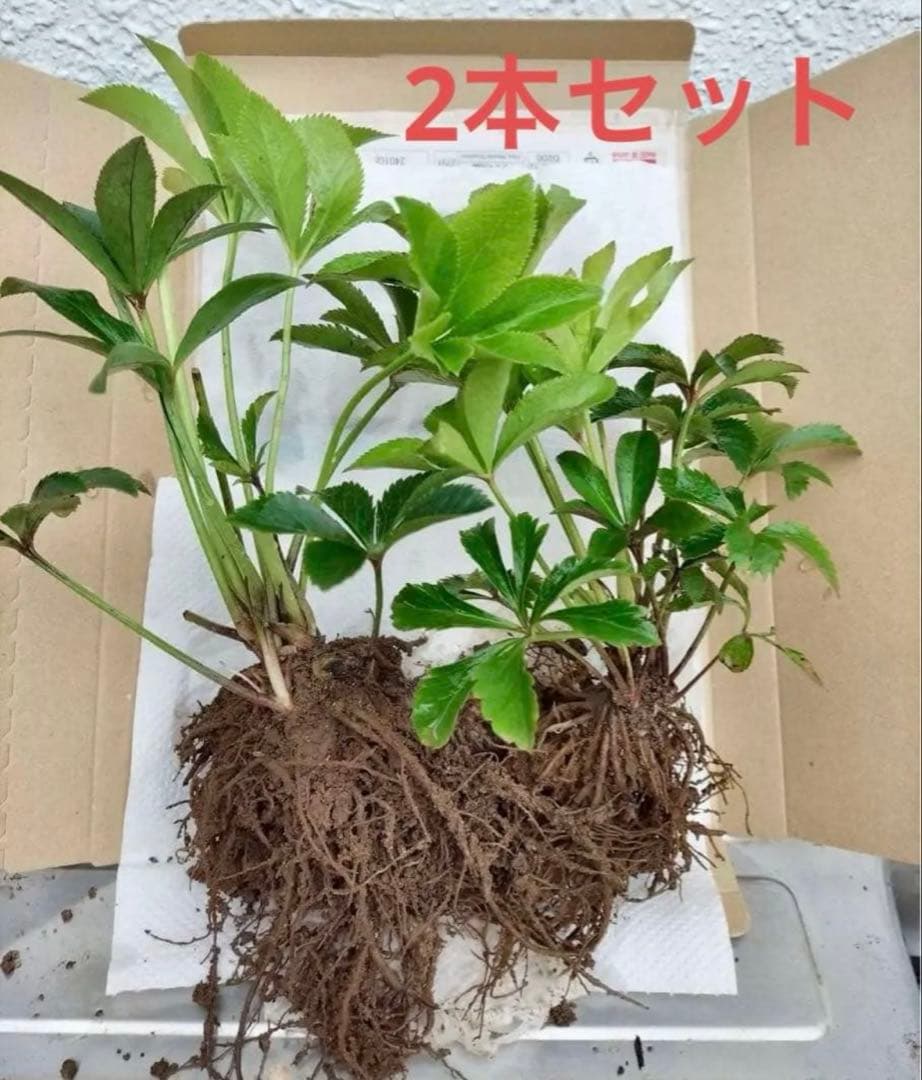 数量限定タイムセール】クリスマスローズ苗 抜き苗 2本セット - メルカリ