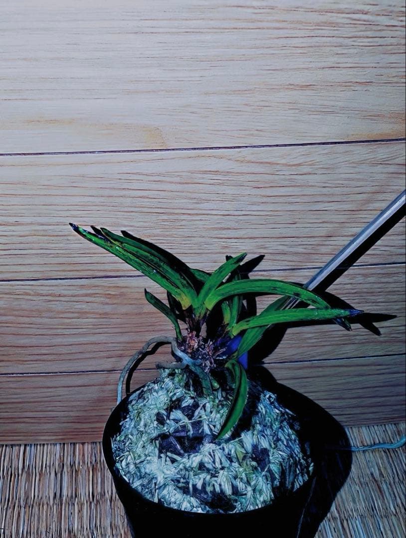 富貴蘭「漆黒黒牡丹」4本株立ち - メルカリ