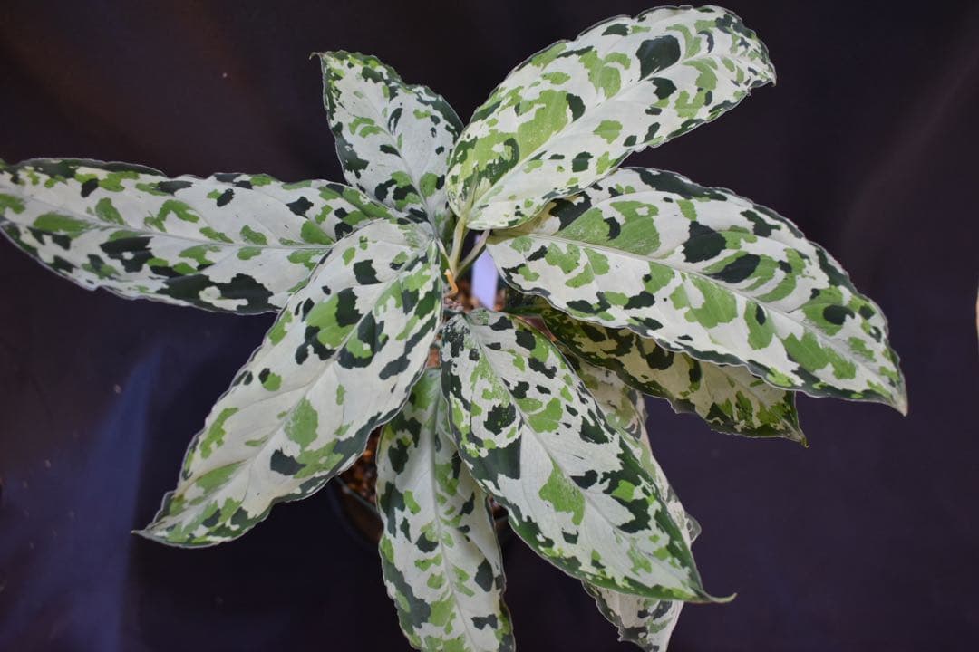 アグラオネマピクタム Aglaonema Pictum Tricolor ① - メルカリ