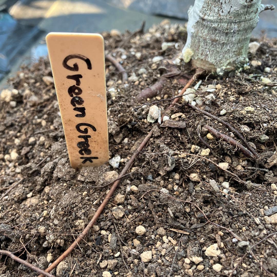 ④ くま様　グリーングリーク親株 vi0328j-08_700x.jpg?v=1732521576