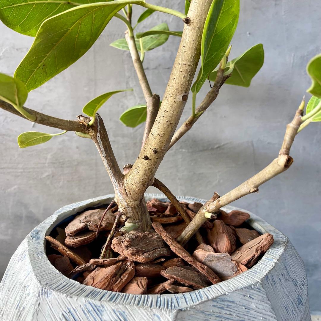 特大 フィカス アルテシマ 曲がり仕立て 9号 陶器鉢 植え込み発送