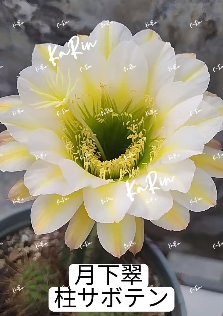 76月下翠 新品種 花サボテン 柱サボテン 複色咲き花16cm+ 発根済ラスト