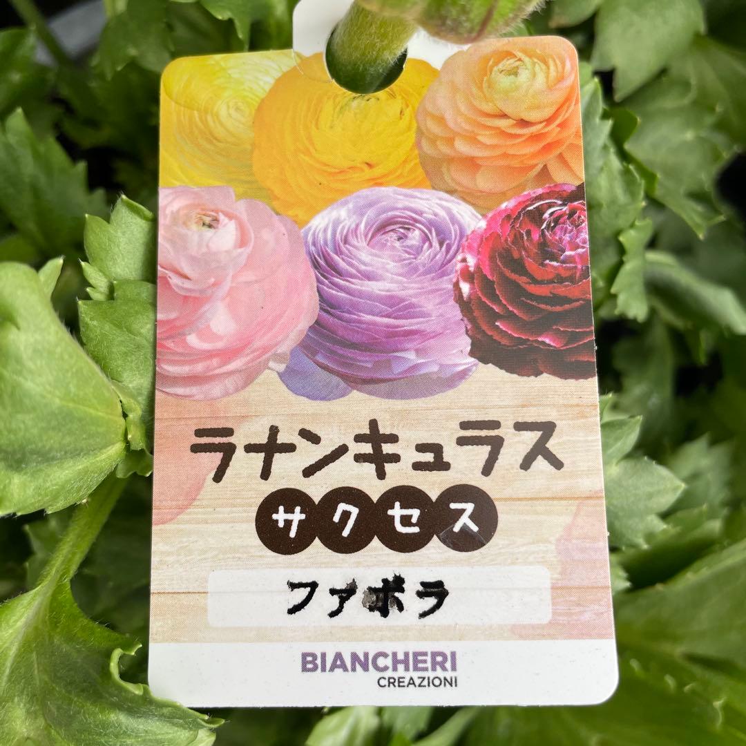 きよひよひな