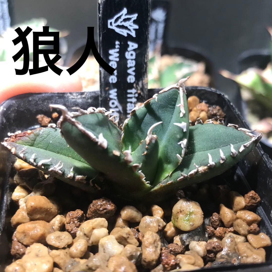 アガベ チタノタ 狼人 浪人 - メルカリ