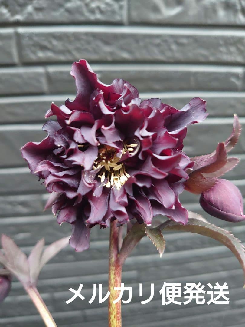 広瀬園芸 クリスマスローズ K - メルカリ