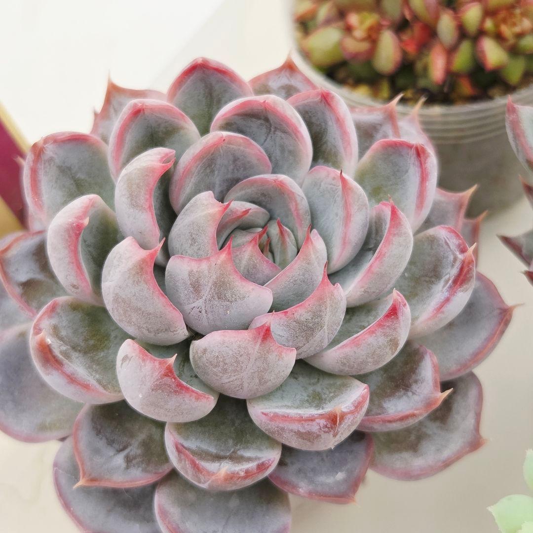 か*え様 ㊲大きめ苗! 桜鬼❣️ちょこん❣️華切子❣️おらいさん発根済 6苗 メ