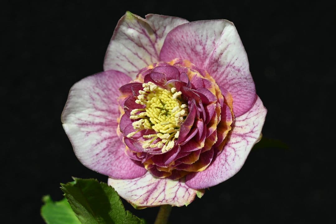 クリスマスローズ 最高級！認定アンティークモーリー メビウス交配