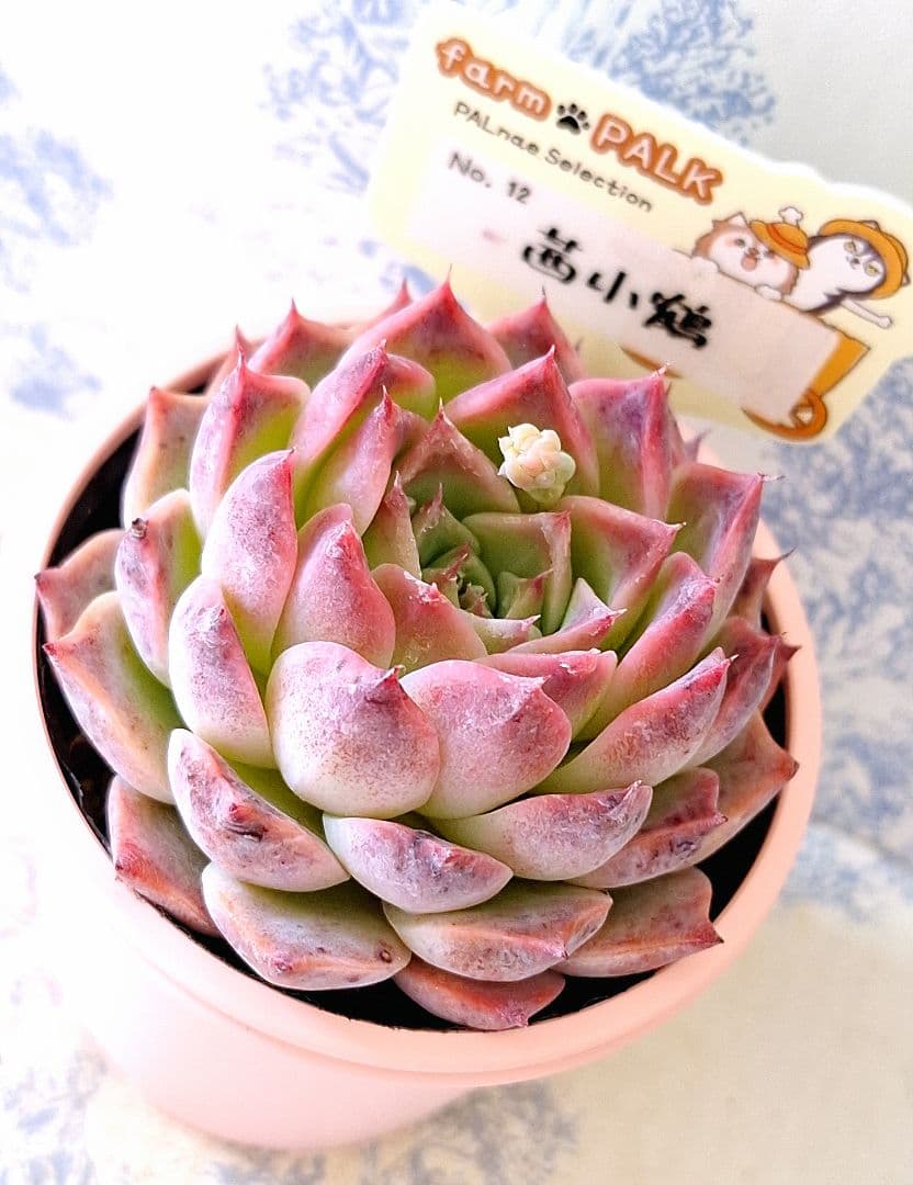 茜小鶴 札付きポットごとメルカリ便ファームパルクさん苗 - メルカリ