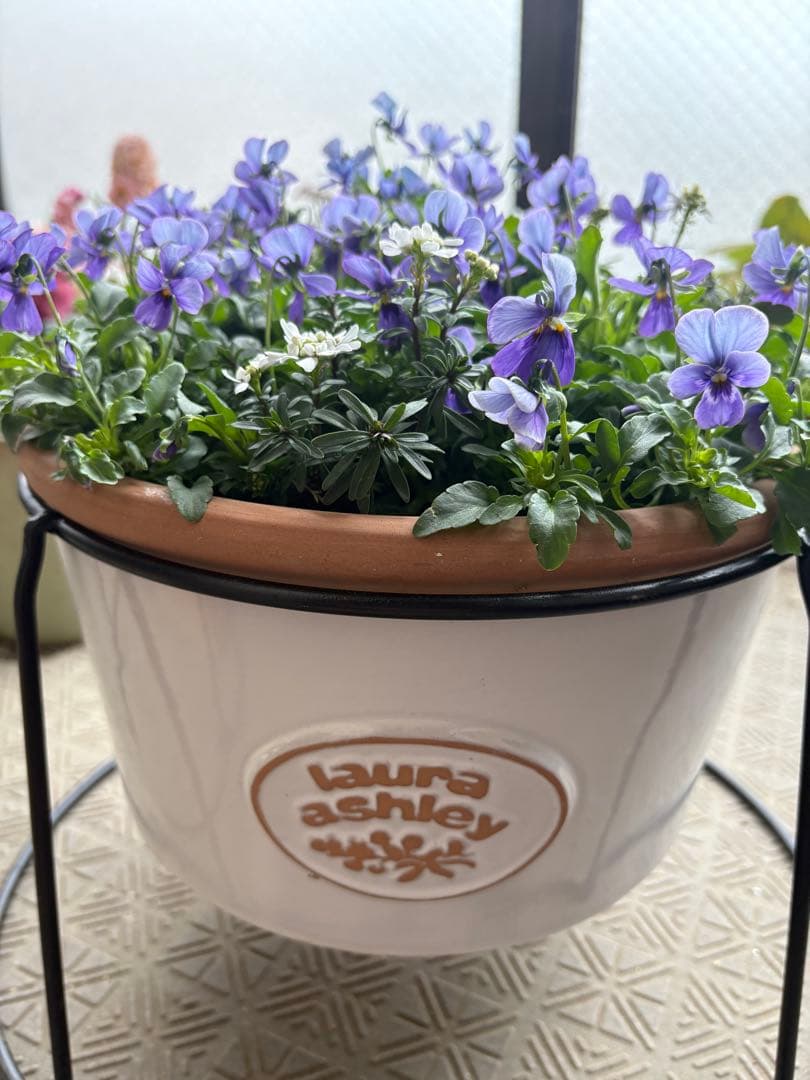 ブルージャスミンのおしゃれな鉢植え大型・スタンド付★ LAURA ASHLEY鉢 ブルージャスミンのおしゃれな鉢植え大型・スタンド付☆ LAURA ASHLEY