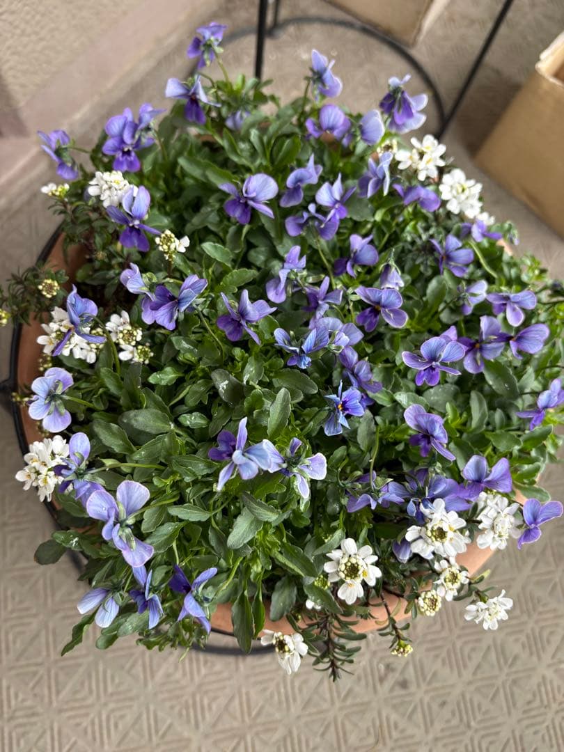 ブルージャスミンのおしゃれな鉢植え大型・スタンド付☆ LAURA ASHLEY