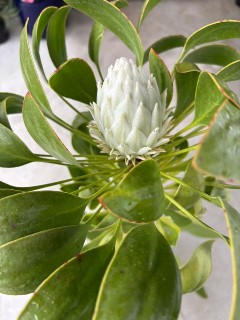 プロテア　アークティックアイス　希少　2