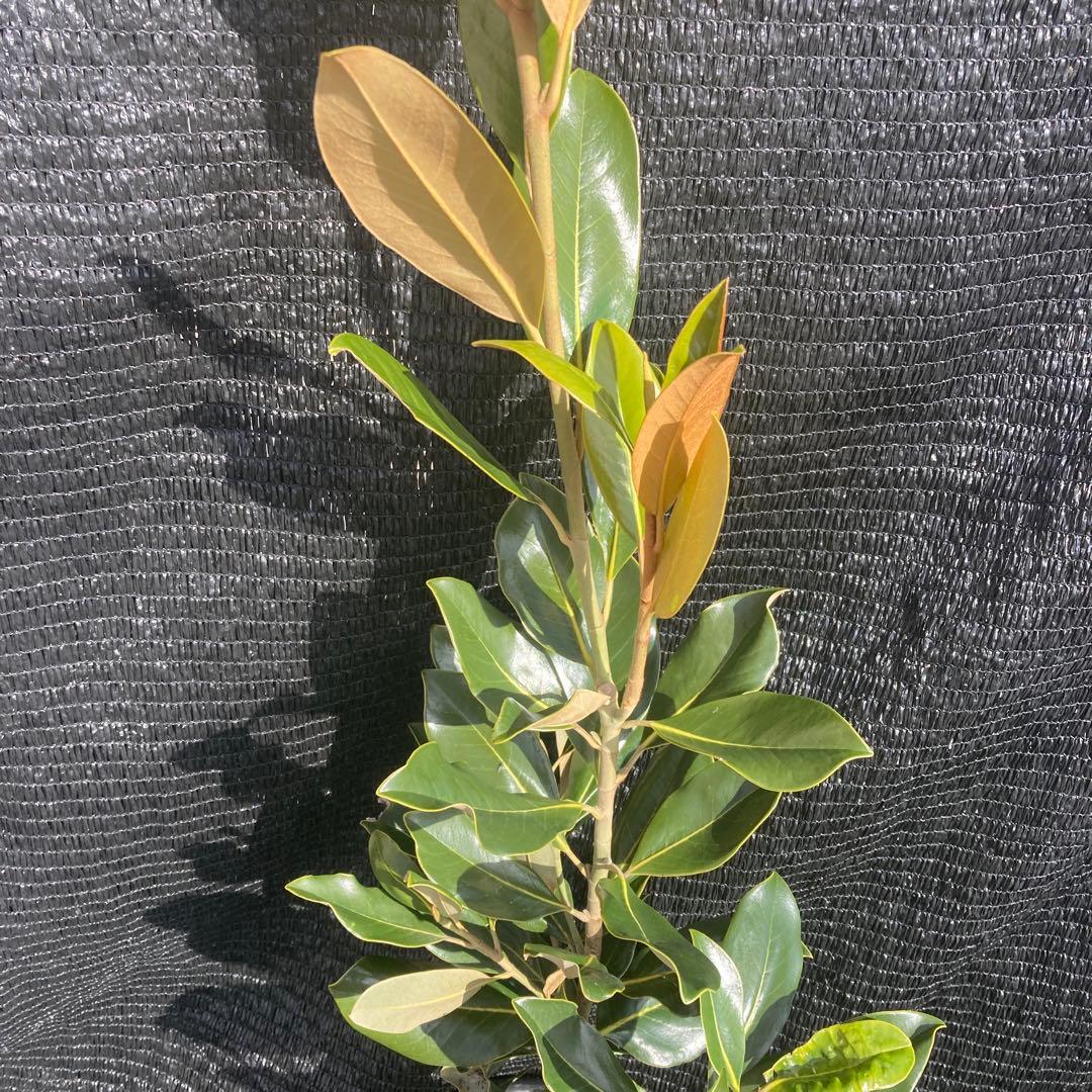 ③*:ஐ四季咲き・矮性！*:ஐ丈夫な接木・タイサンボク・苗木【リトル