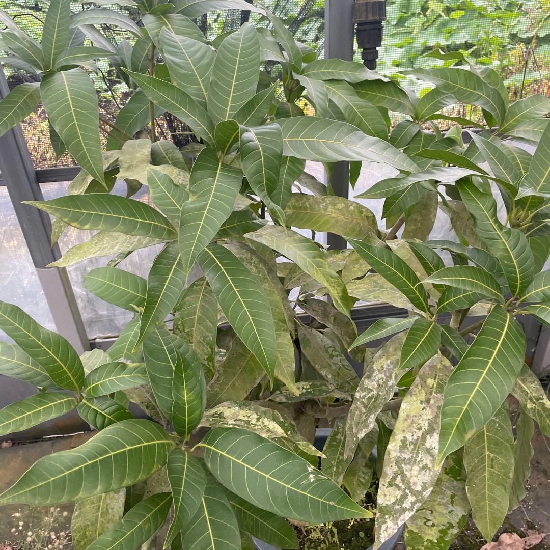 マンゴー苗品種リリー10号 特大