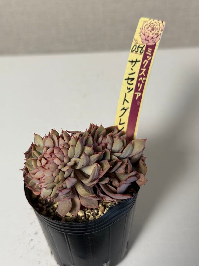 ミックスベリア 札付き おらいさん苗 サンセットグレイ - メルカリ