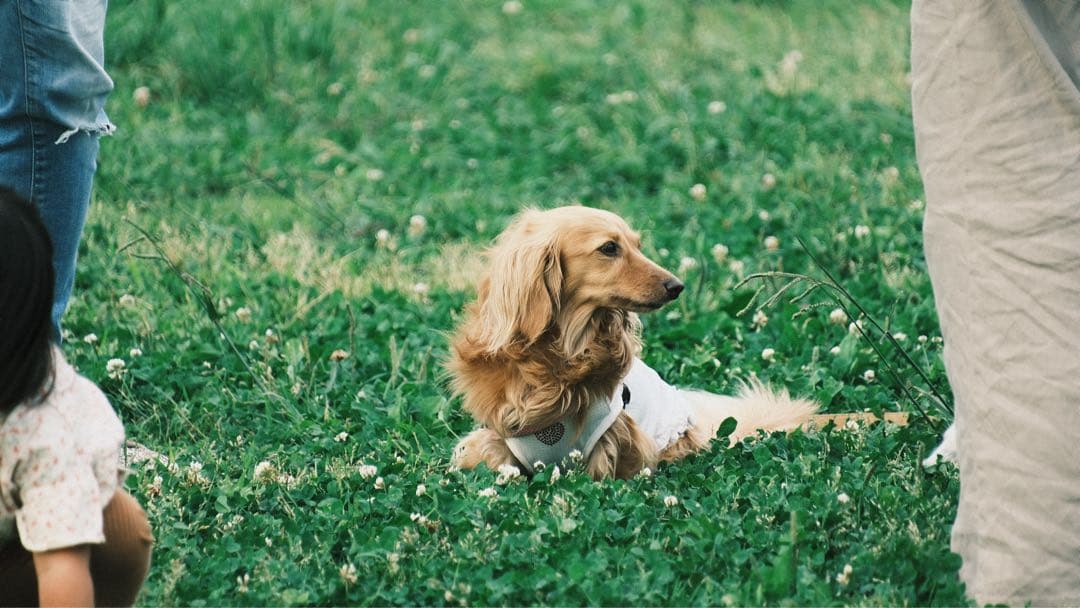 tamron 18-300 F/3.5-6.3 Di Ⅲ-A VC V XD