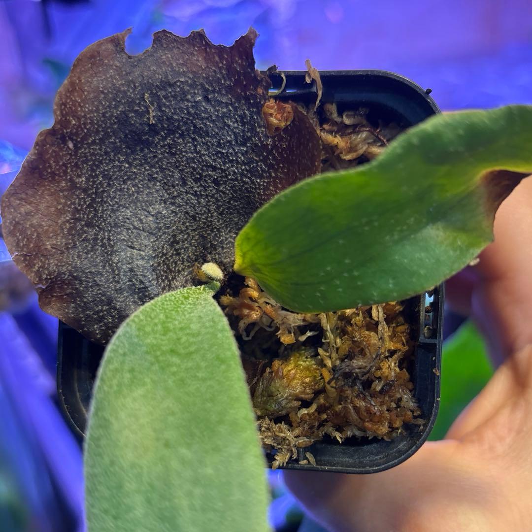 ウィリンキー原種、胞子培養 - メルカリ