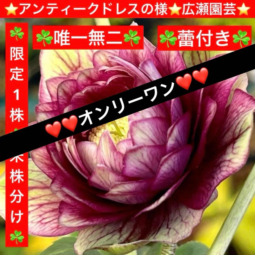 ヒ*イ様 ☘️限定1株☘️未株分け☘️蕾付き☘️3357⭐️アンティークドレスの vintageレースレジメンハーフスリーブドールドレス - Victorian maiden