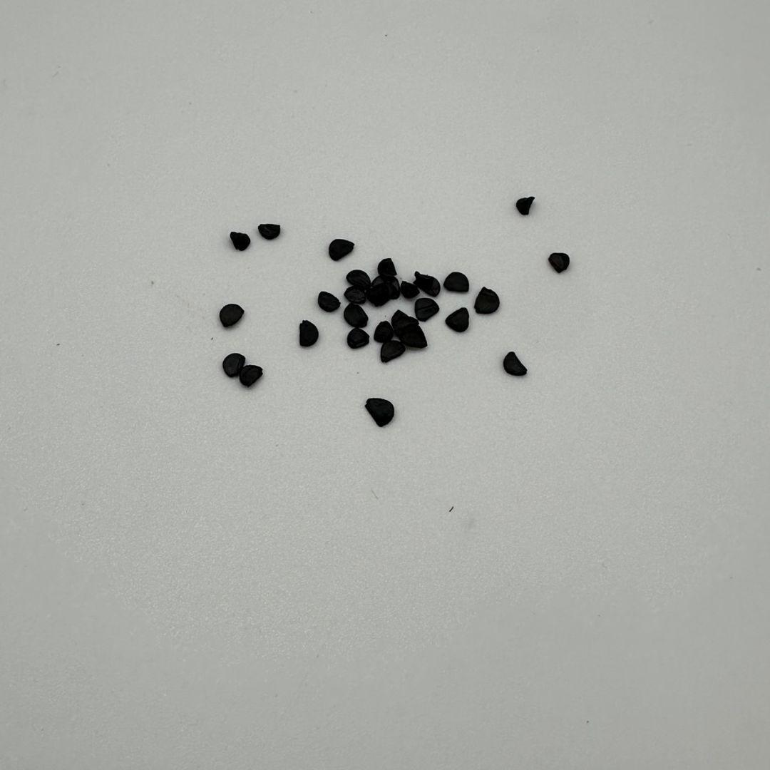 アガベ ユタエンシス エボリスピナ コークスクリュー 種子 実生 陽炎