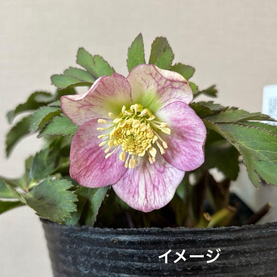 準備中】大木ナーセリー クリスマスローズ ポーセリンSS プリティ