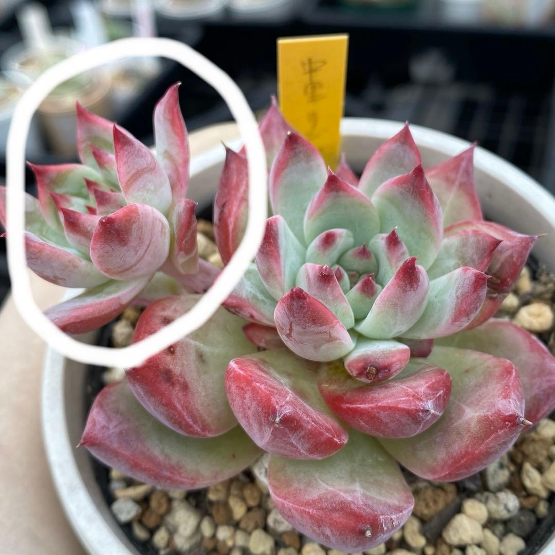 多肉植物 リンゼアナ(中里) カキコ - メルカリ