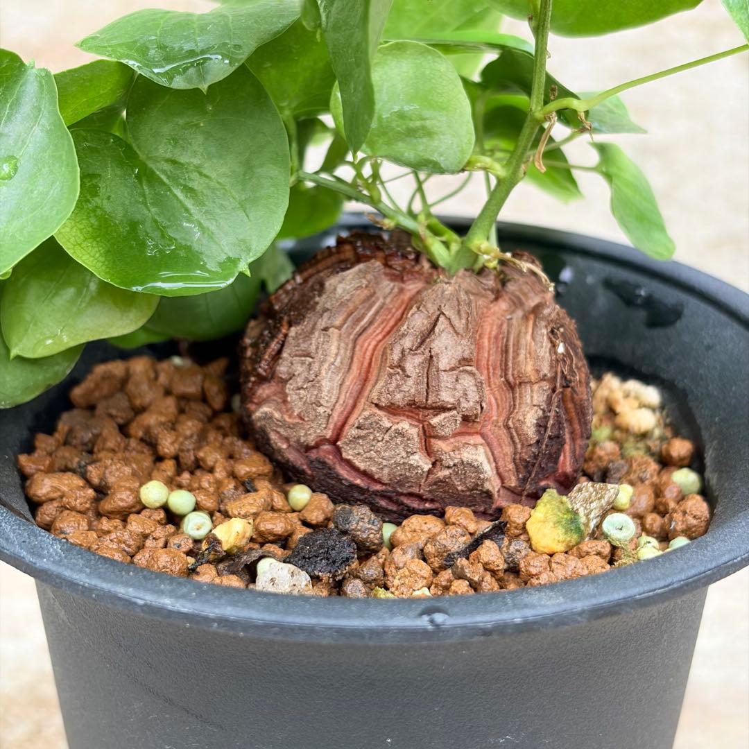 亀甲竜 約4号鉢 No.015 鉢、送料込 メルカリ便 - メルカリ