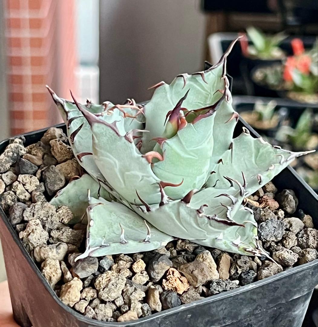 アガベ hyb Timarg （チタノタ×マルガリータ） - メルカリ