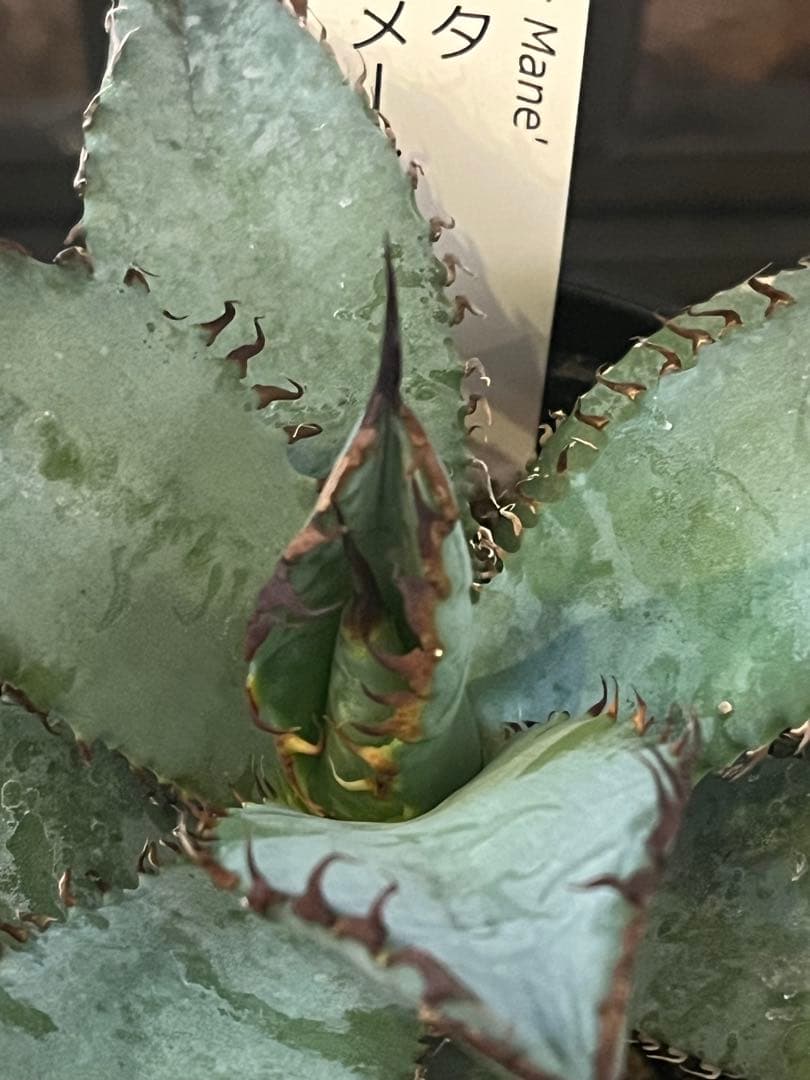 ワン太郎様専用アガベ 9個セット販売 シーザー パンダ ライオンズ