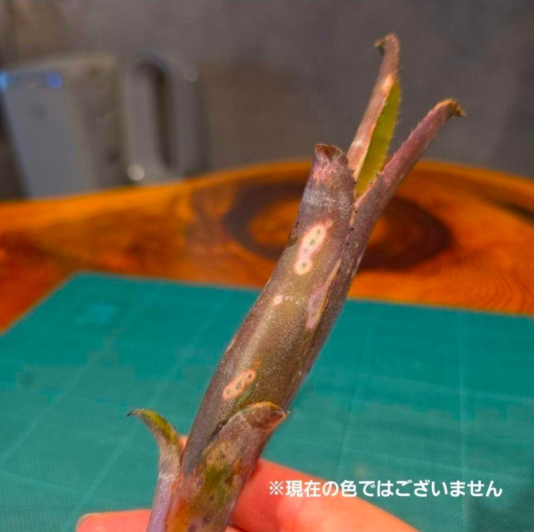 ビルベルギア ディッピンドッツ】孫株出そうな突起付き♪発根済