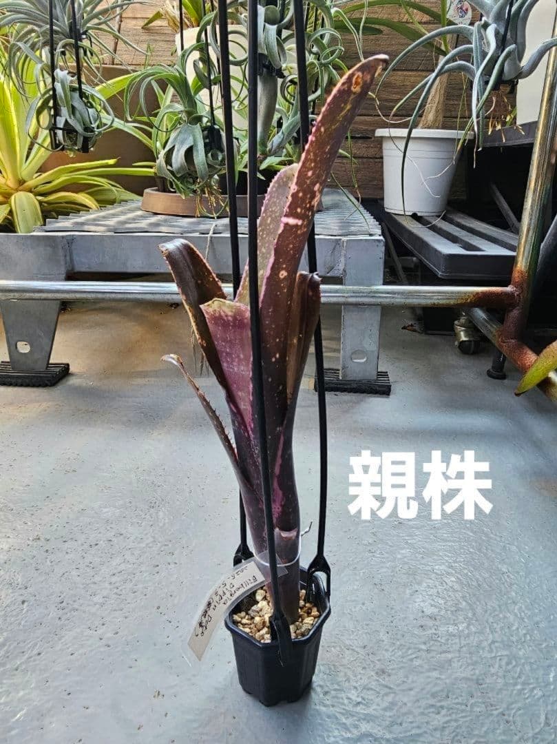 ビルベルギア ディッピンドッツ】孫株出そうな突起付き♪発根済