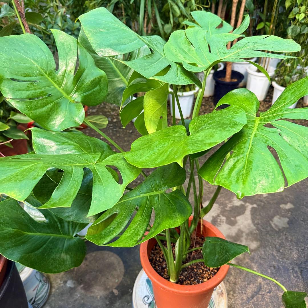 特級品】モンステラ デリシオーサ 幹上がり 9寸 特大極上苗 鉢付き