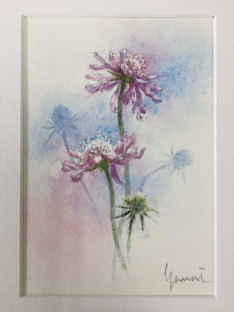 ★柳井 貴光 takamitu yanai 水彩画 「マツムシソウ」 雑木林の朝(東光寺裏山)~透明水彩F6 日の出間もない朝日が射して幻想的