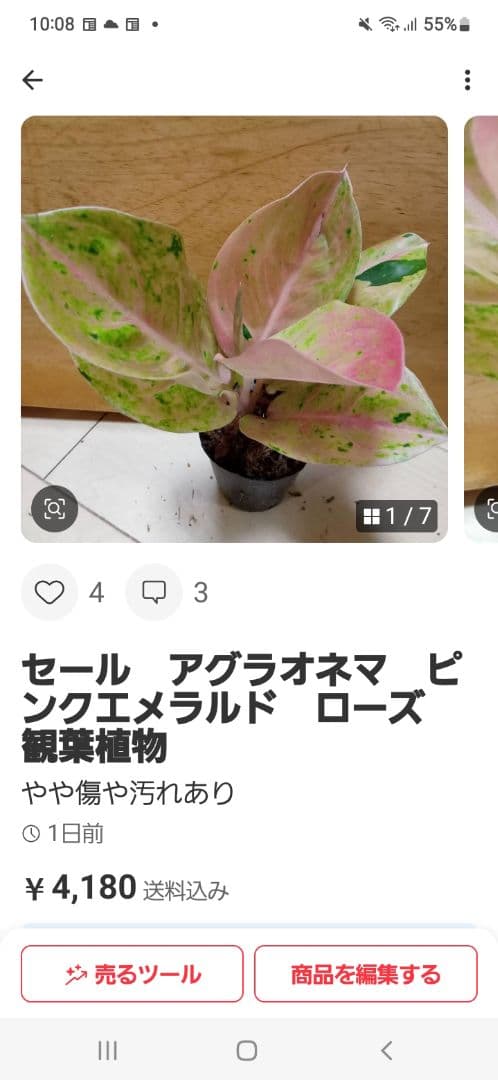 nyanchi 様 アグラオネマ スターダスト オレンジ 観葉植物