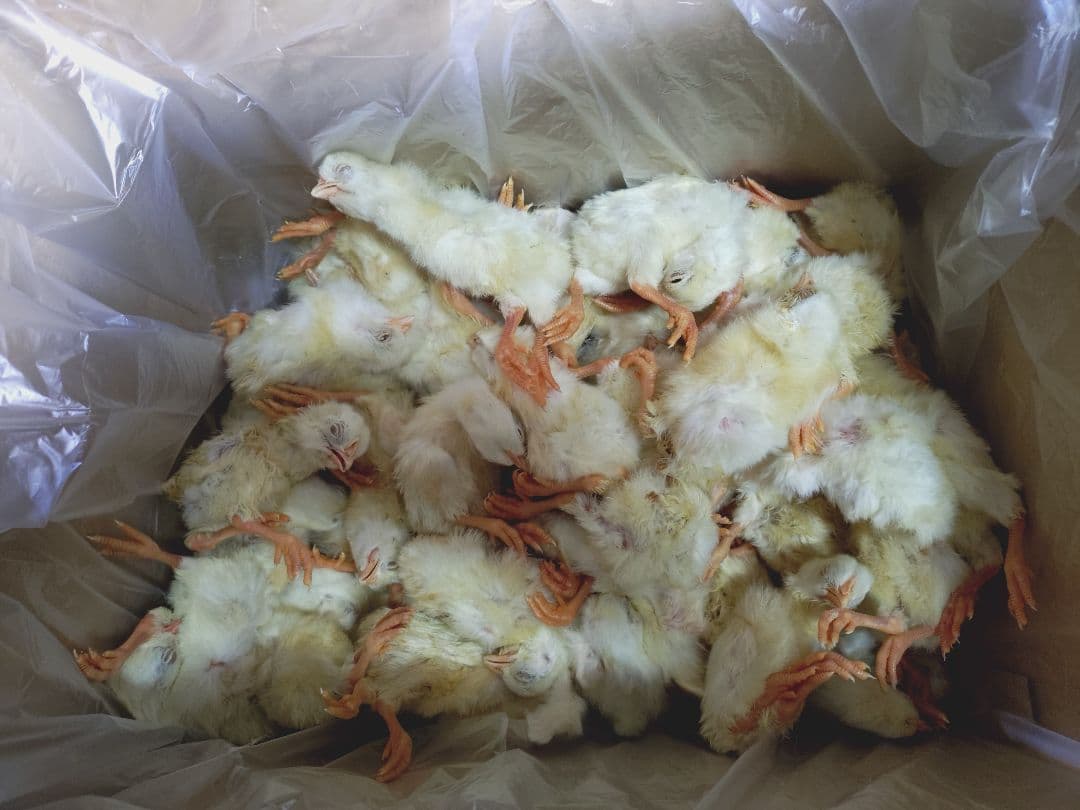 ココ 送料無料　訳あり冷凍ヒヨコ100羽　ピンクマウスＬ100匹 楽天市場】ピンクマウス 冷凍の通販