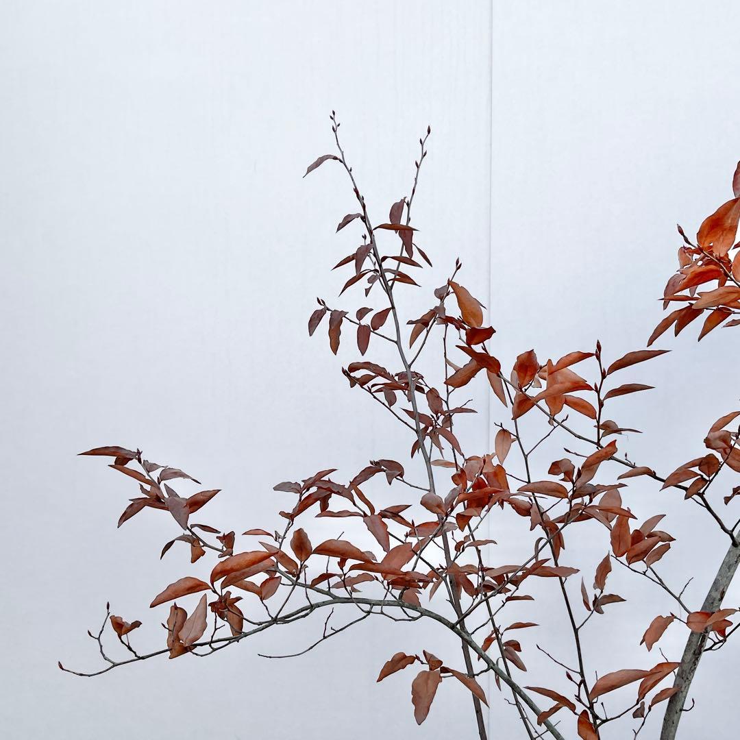 やよっぴさん専用　ヤマコウバシ/ 964