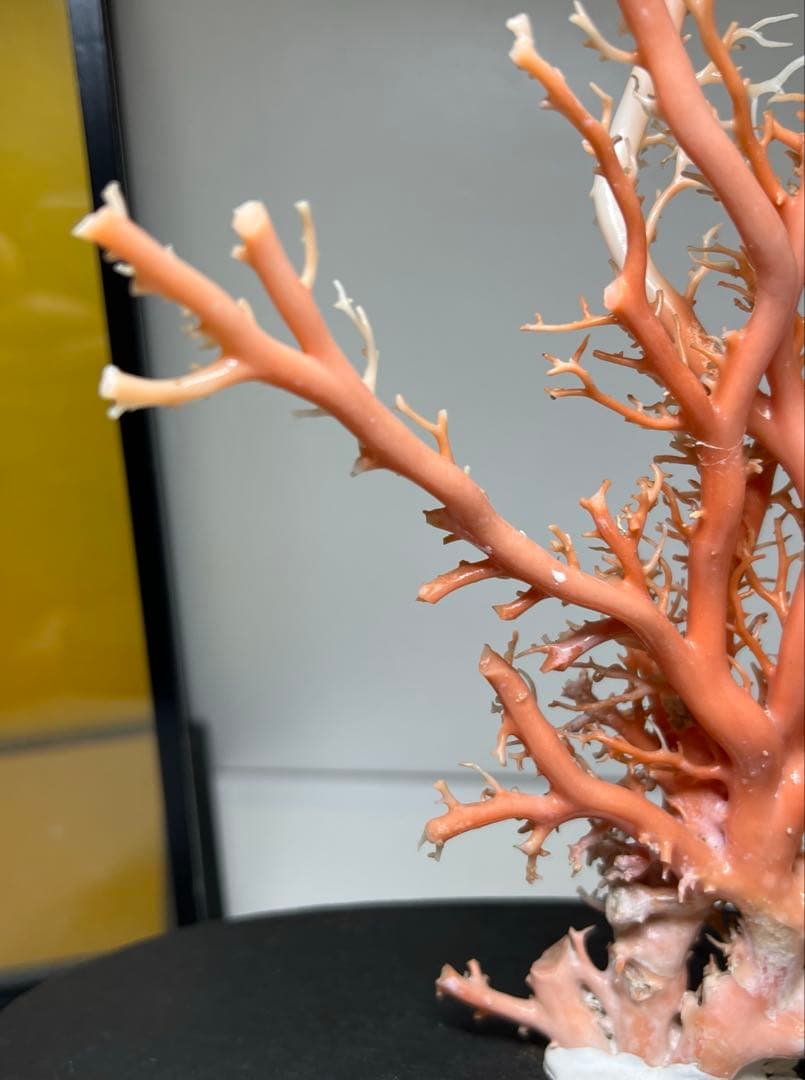 本桃色珊瑚原木　ケース付　東Y7-1209④トヒオ