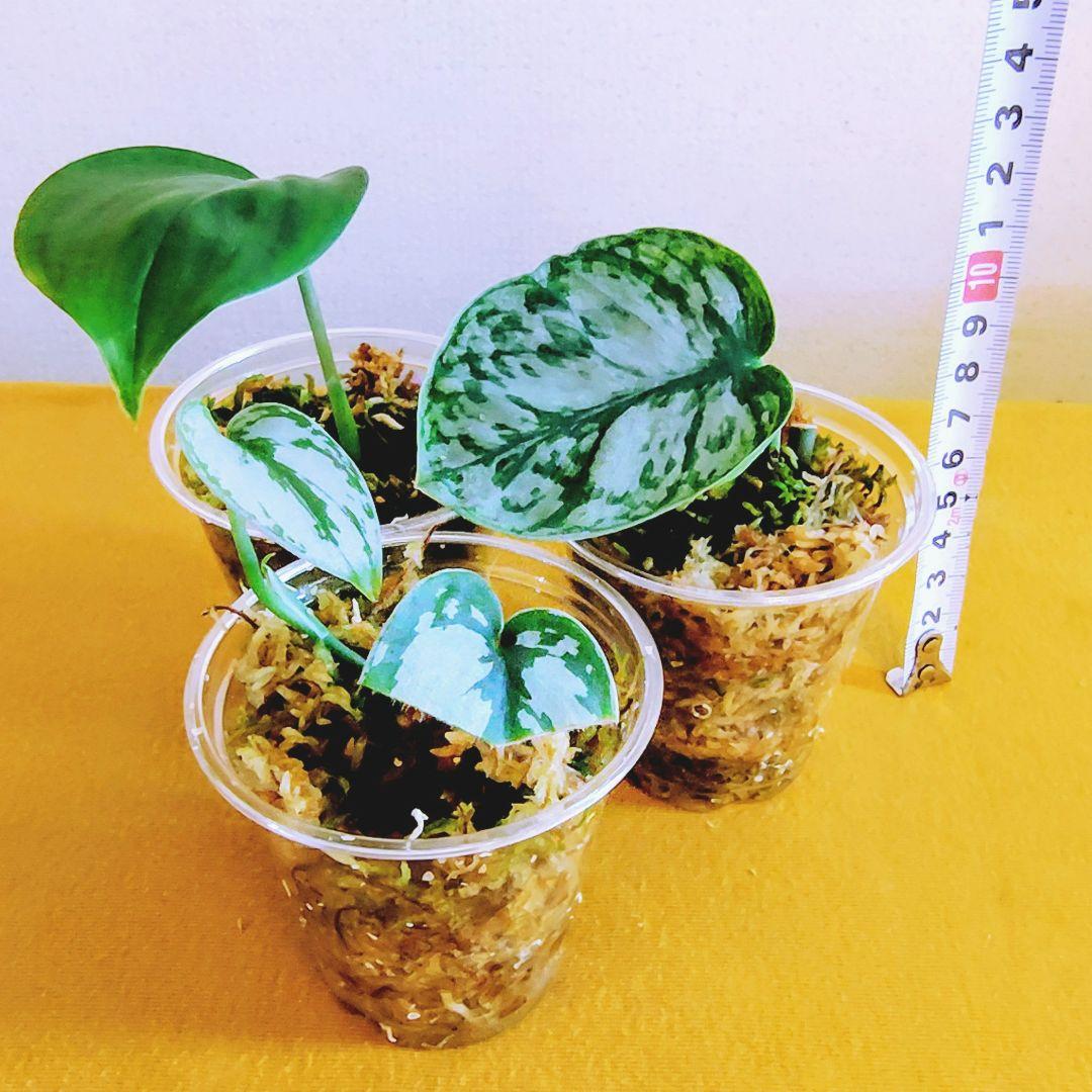 訳あり特価】スキンダプサス3種セット - メルカリ